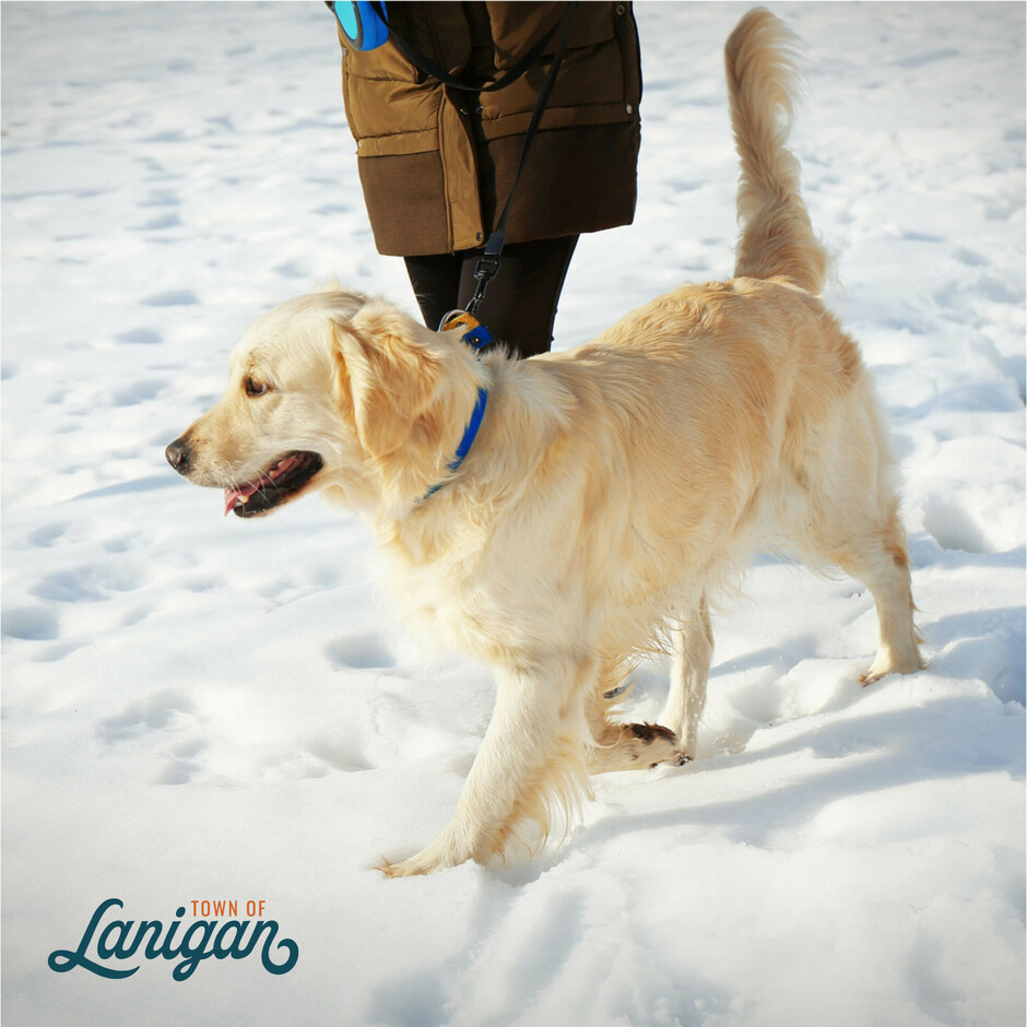 Dog on leash being walked by owner.